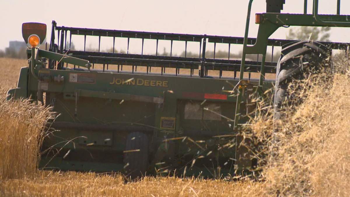 The unseasonable warm weather and lack of snow means combines are in the field in February