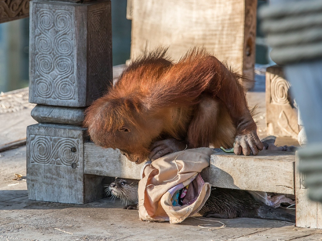 A young orangutan looks underneath a platform where some otters are playing at Pairi Daiza, a zoo in Belgium.