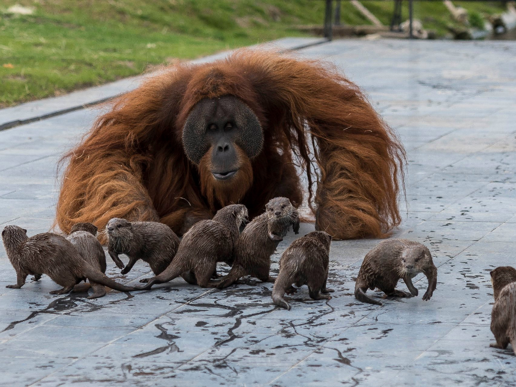 A family of orangutans took a particular fondness for a crew of otters at Belgian zoo Pairi Daiza.