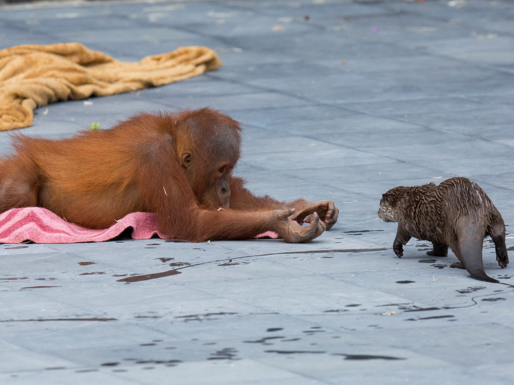 A baby orangutan reaches out to an otter at Pairi Daiza, a zoo in Belgium.