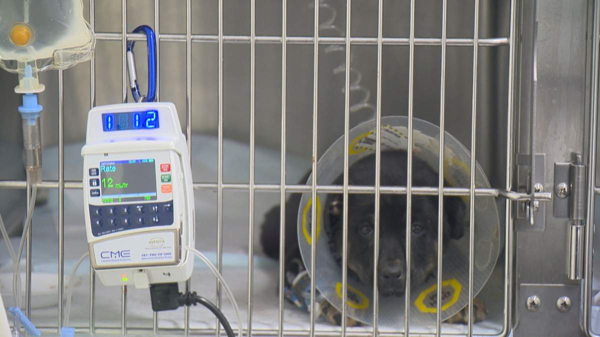 New Hope Dog Rescue warns dog owners that canine parvovirus is still affecting puppies and dogs as they had two recent litters who've been affected with the virus.