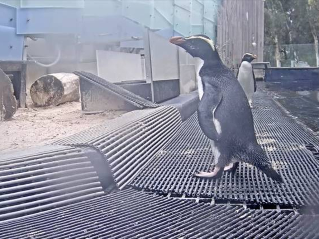 The Melbourne Zoo is livestreaming video from its penguin, lion, giraffe and baby snow leopard cages amid the COVID-19 crisis.