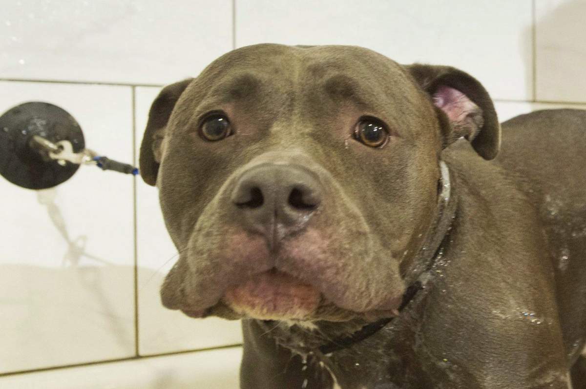 An American pit bull terrier is shown in this file photo from Sept. 25, 2016. 