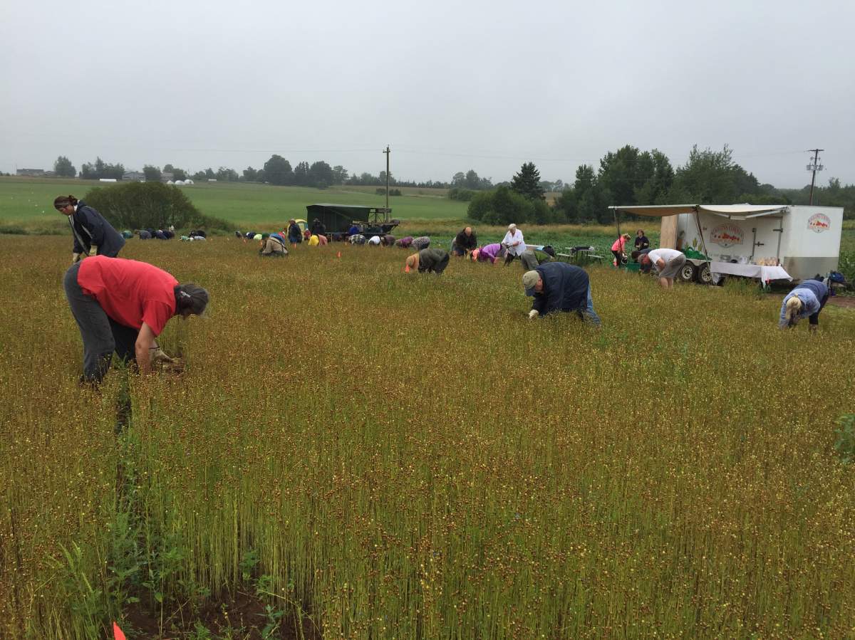 Group of farmers pulling the flax at TapRoot.