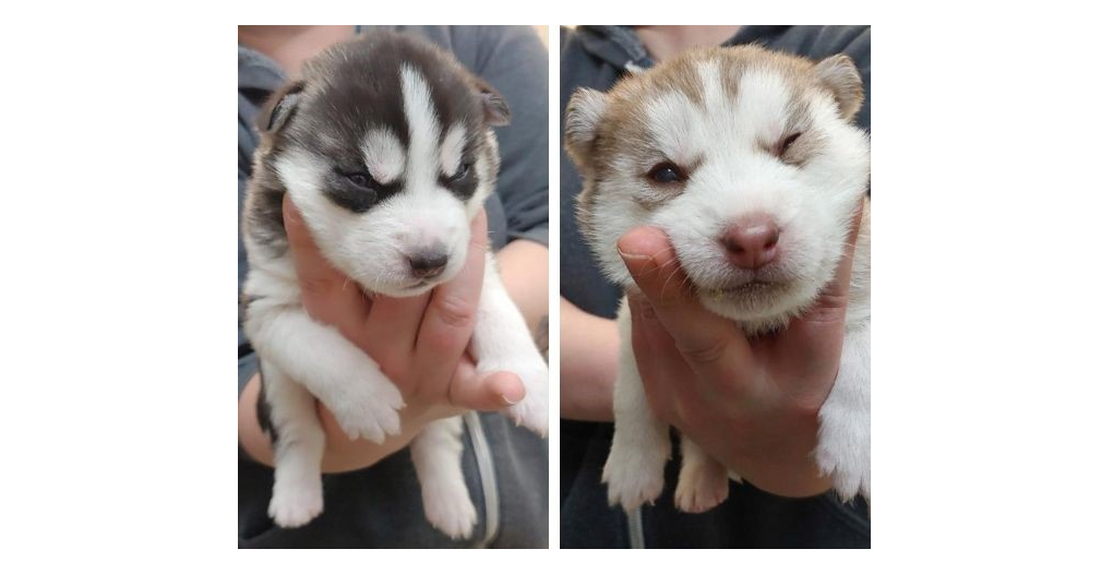More Husky puppies are in the care of the SPCA in the Okanagan - image