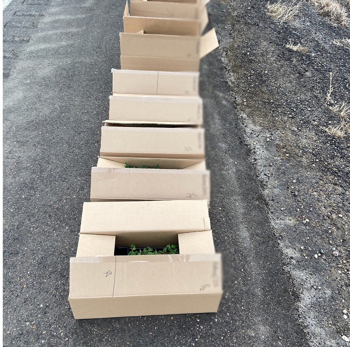 Saskatchewan RCMP say they seized over 700 cannabis plants following a traffic stop in the Kindersley area on March 4, 2020.
