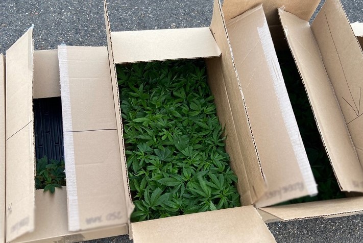 Kindersley cannabis seizure