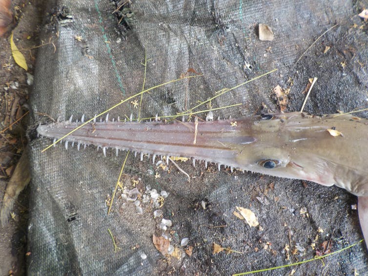 A six-gill sawshark (Pliotrema annae) is shown in this handout photo.