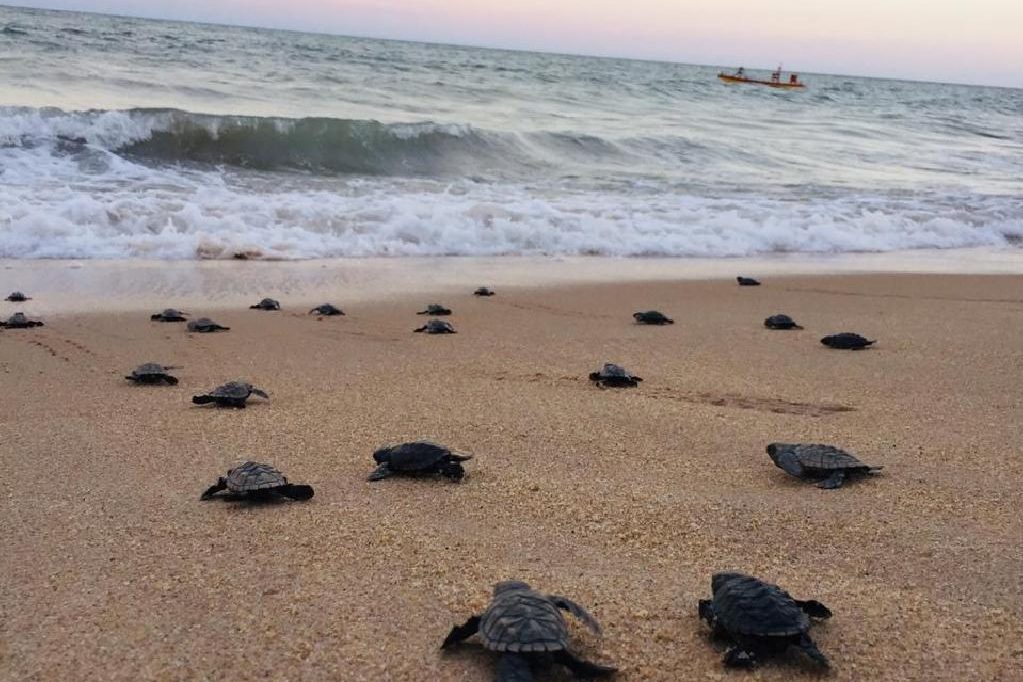 A hawksbill sea turtle hatchling crawls toward the ocean on Janga Beach in Paulista, Brazil, on March 22, 2020.
