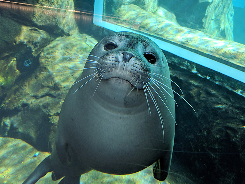 The Assiniboine Park Zoo is holding special livestreams to bring the zoo to you during COVID-19 closure.