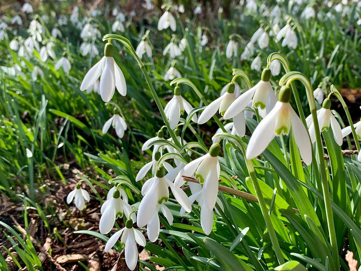 Snowdrops of spring – Viiga Senecal