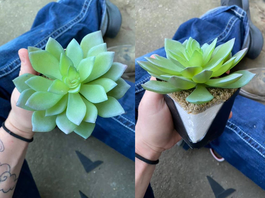 California woman Caelie Wilkes was heartbroken to learn the succulent she cared for for two years was fake.