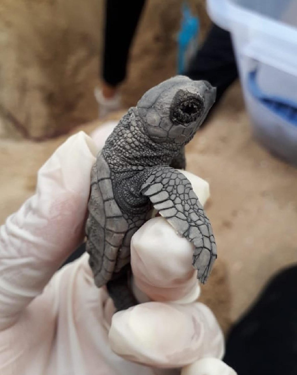 A wildlife official holds a hawksbill sea turtle hatchling on Janga Beach in Paulista, Brazil, on March 22, 2020.