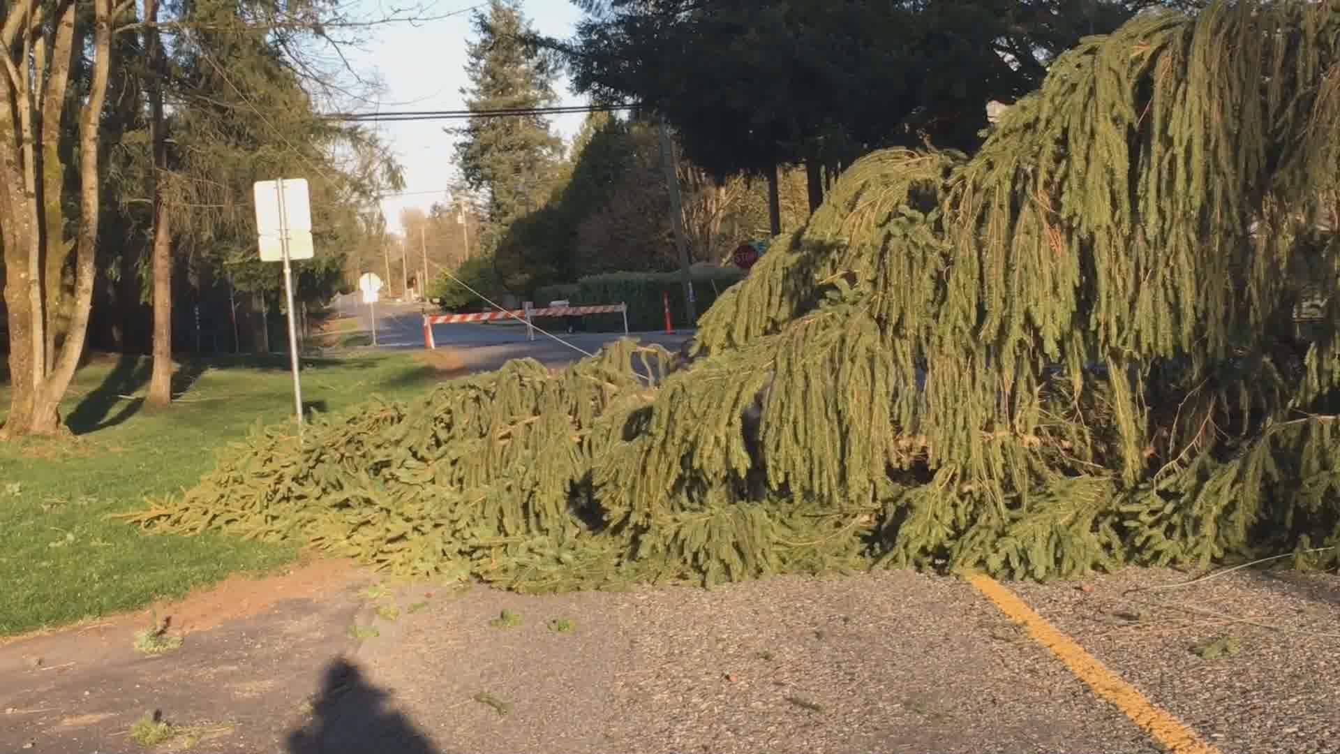 Powerful Winds Topple Trees, Knock Out Power To Thousands On B.C. South ...