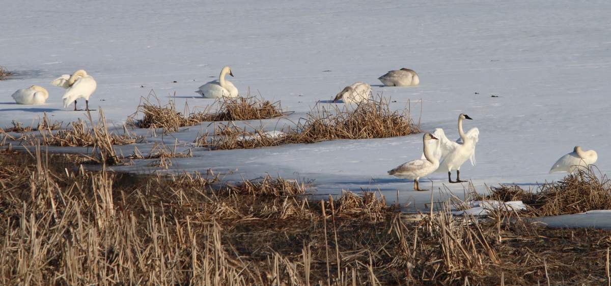 Trumpeter Swans on Otter Lake – Judi Folk
