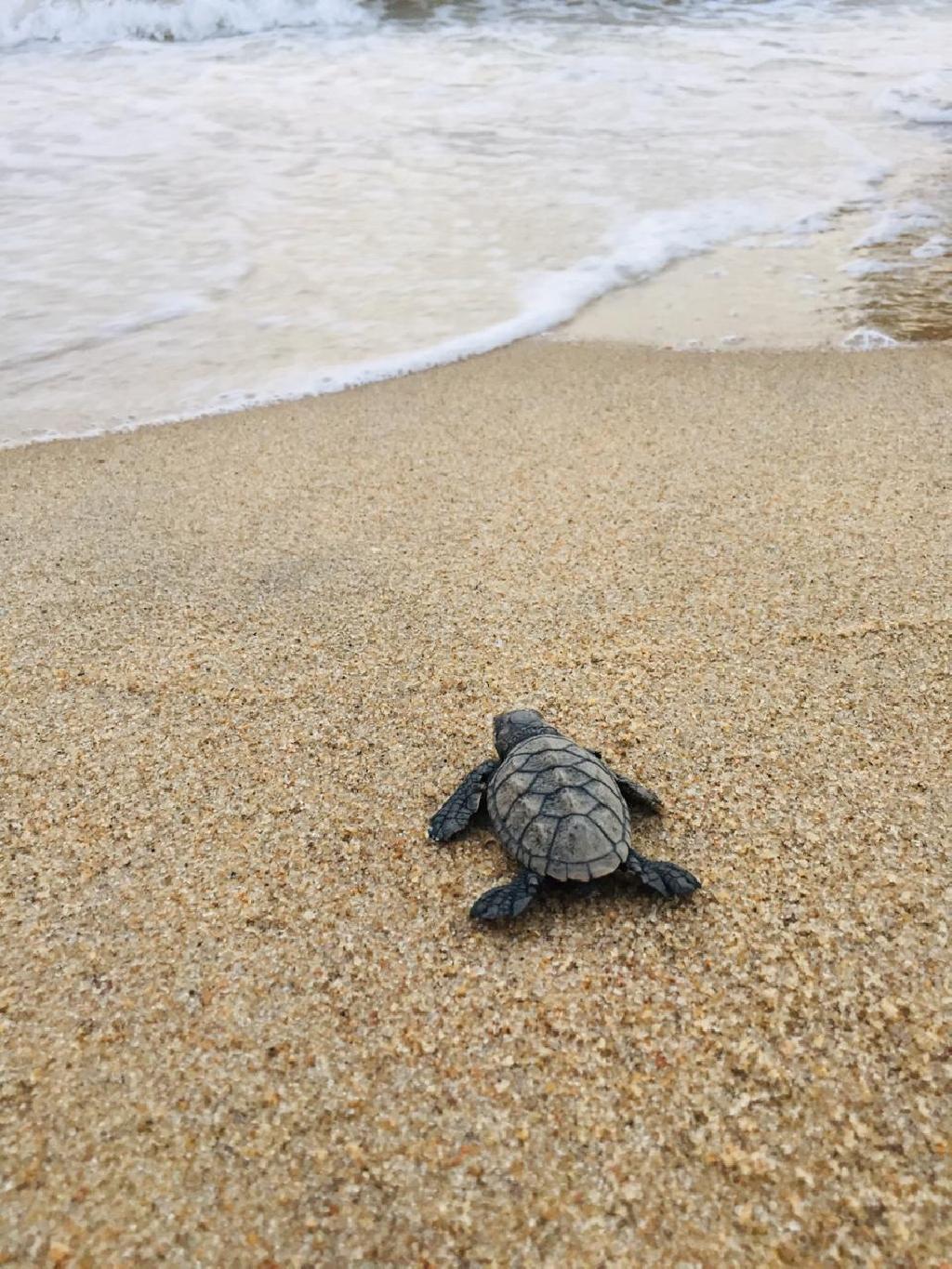 A hawksbill sea turtle hatchling crawls toward the ocean on Janga Beach in Paulista, Brazil, on March 22, 2020.