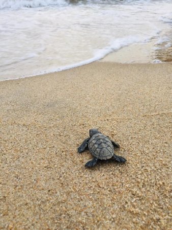 Coronavirus clears beach for endangered sea turtle hatchlings in Brazil ...