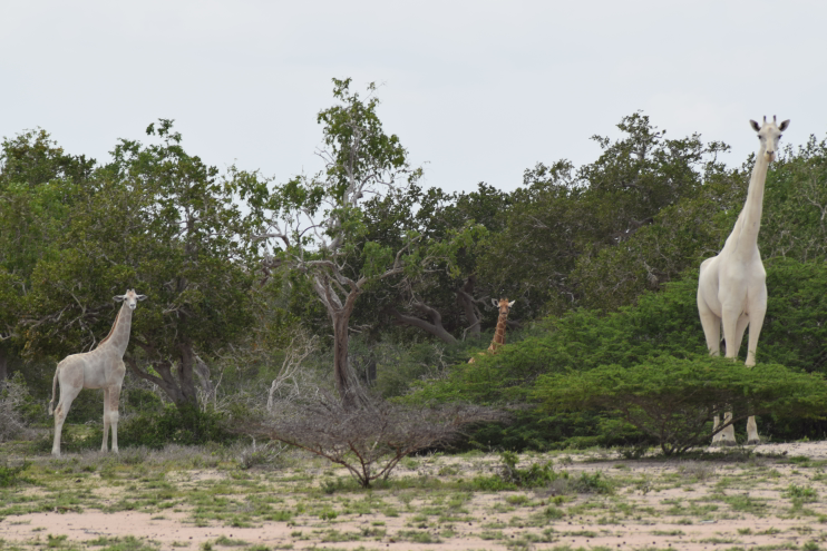 Two white giraffes are shown in Kenya‘s Ishaqbini conservancy in this 2017 image.