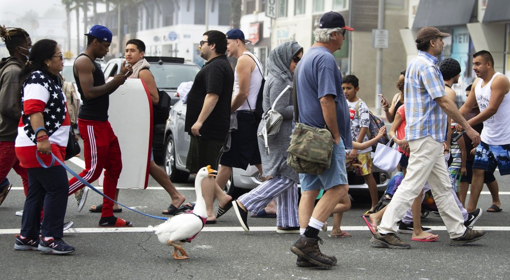 A goose named Goosey crosses the street to get to the other side with owners Psyche Lynch, left, and Tom, center, in a crowded downtown Huntington Beach, Calif., Sunday, April 26, 2020. 