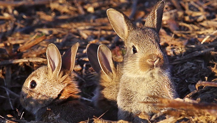 The Saskatchewan Wildlife Federation is reminding residents not to interfere with wild rabbit babies who may look to be abandoned by their parents. 
