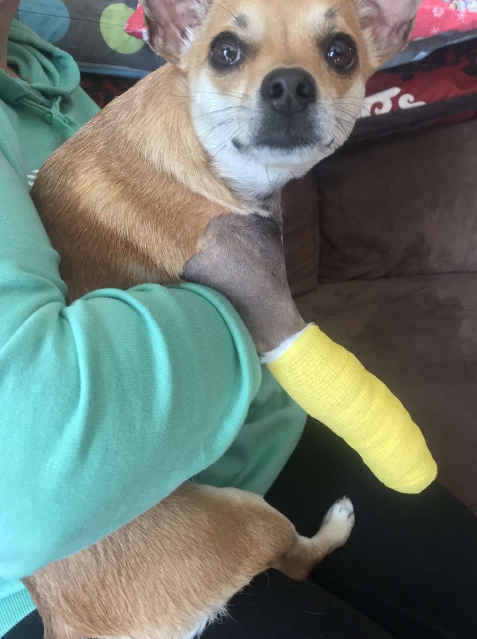 A Chihuahua-mix rescue named Poet is seen in this undated handout photo. Kassidy Lessard heard her young dog Poet shrieking in pain and knew immediately the Chihuahua-mix rescue would require emergency care.The uncertainty of how to proceed, and what would await them at their local emergency vet, made an already stressful situation much more difficult for the Barrie, Ont., woman.