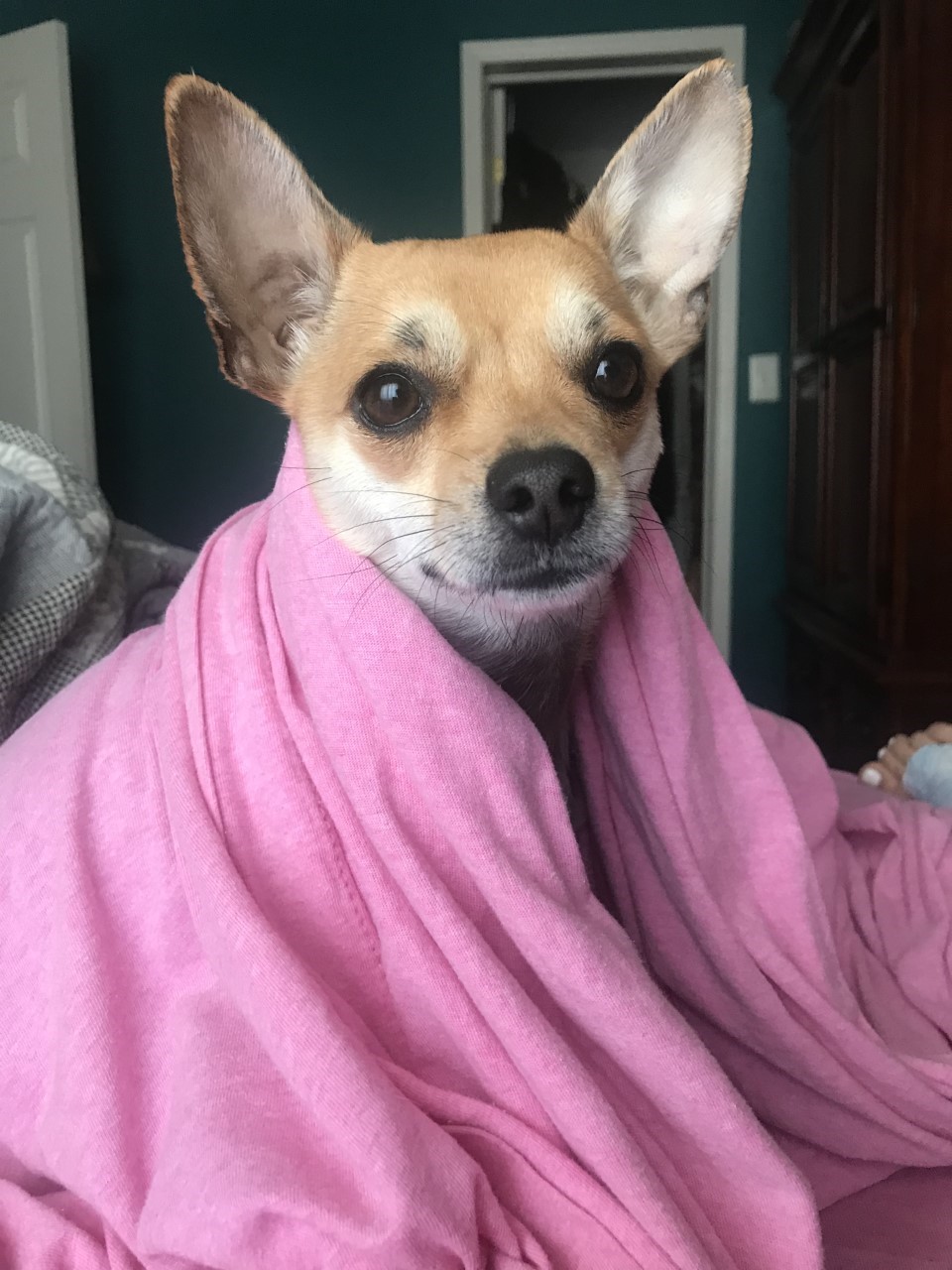 A Chihuahua-mix rescue named Poet is seen in this undated handout photo. Kassidy Lessard heard her young dog Poet shrieking in pain and knew immediately the Chihuahua-mix rescue would require emergency care.The uncertainty of how to proceed, and what would await them at their local emergency vet, made an already stressful situation much more difficult for the Barrie, Ont., woman. 