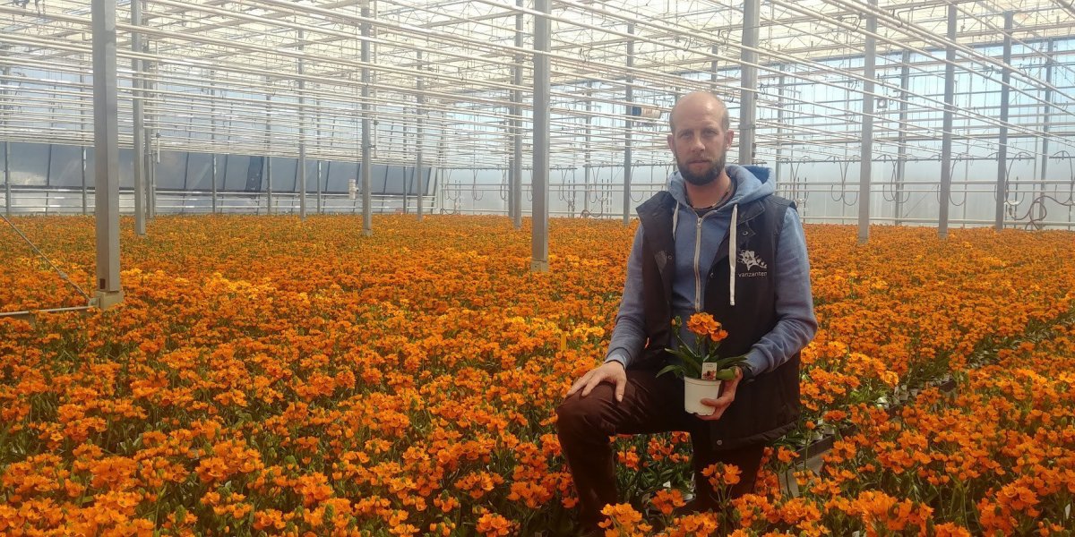 Beneath the panes of his sprawling greenhouse, Jan VanZanten, shown in this undated handout image, surveys the sea of sun star flowers that perk up from plastic pots, ready for shipping but without a buyer. In past years, the Niagara Region grower had no trouble selling his perishable product by the thousands, which typically heads to a wholesaler before winding up in a grocery store aisle. 