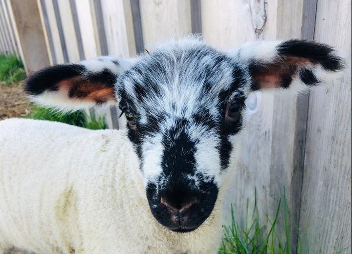 Abby, one of several lambs Flock Ewe Farms says will be making appearances on Zoom calls.