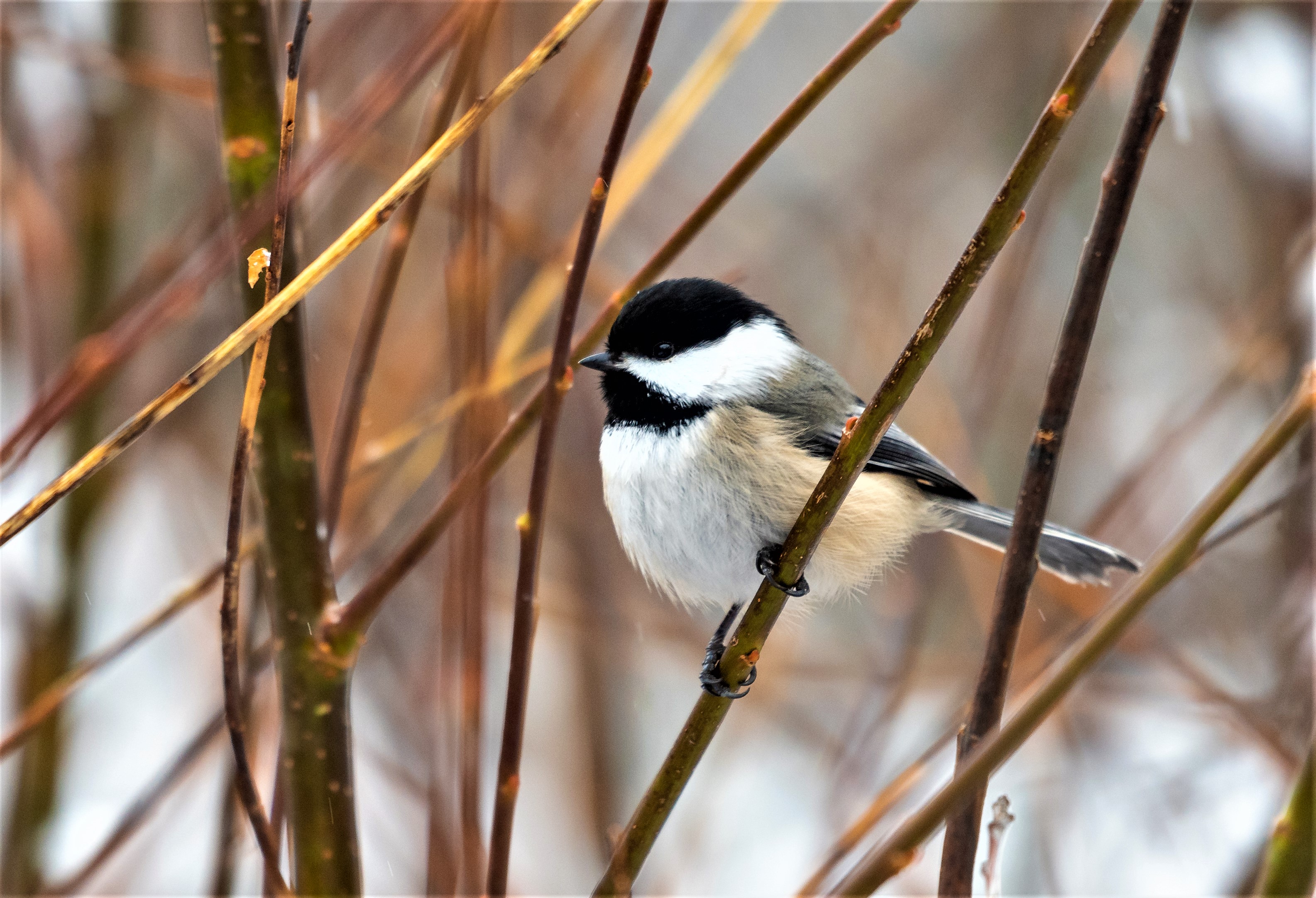 След гласуване и няколко приятелски дебати в целия град официалната