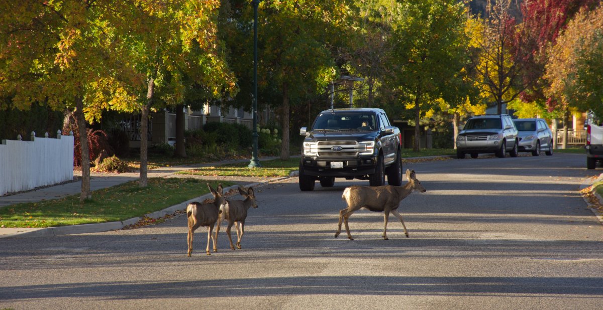 Drivers are being reminded to use caution when driving through the fall as animals are more active during mating season.