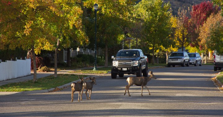 Sask. drivers reminded to ‘be cautious’ of active wildlife through fall season