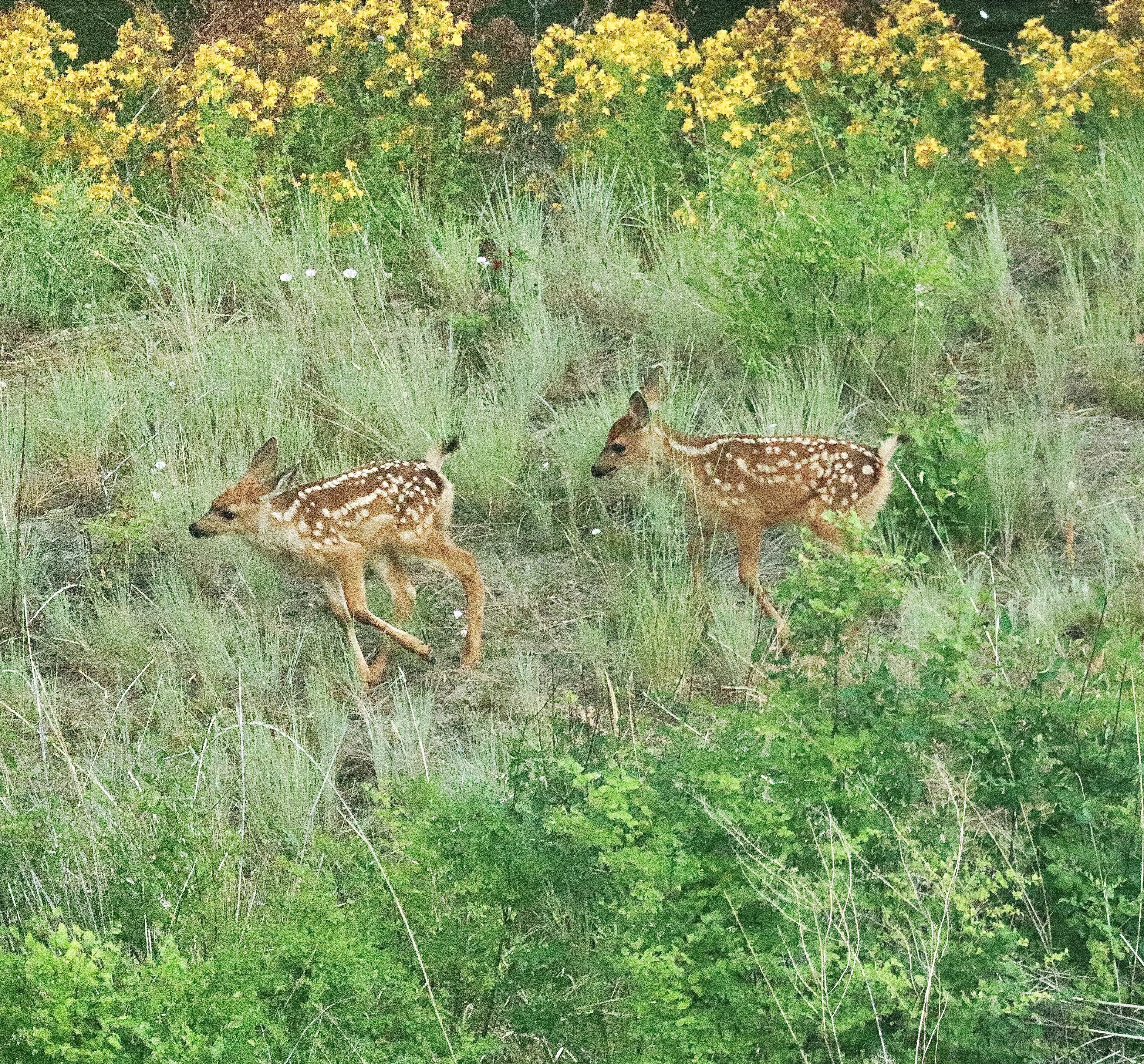 Може да са толкова сладки като известен осиротял герой на