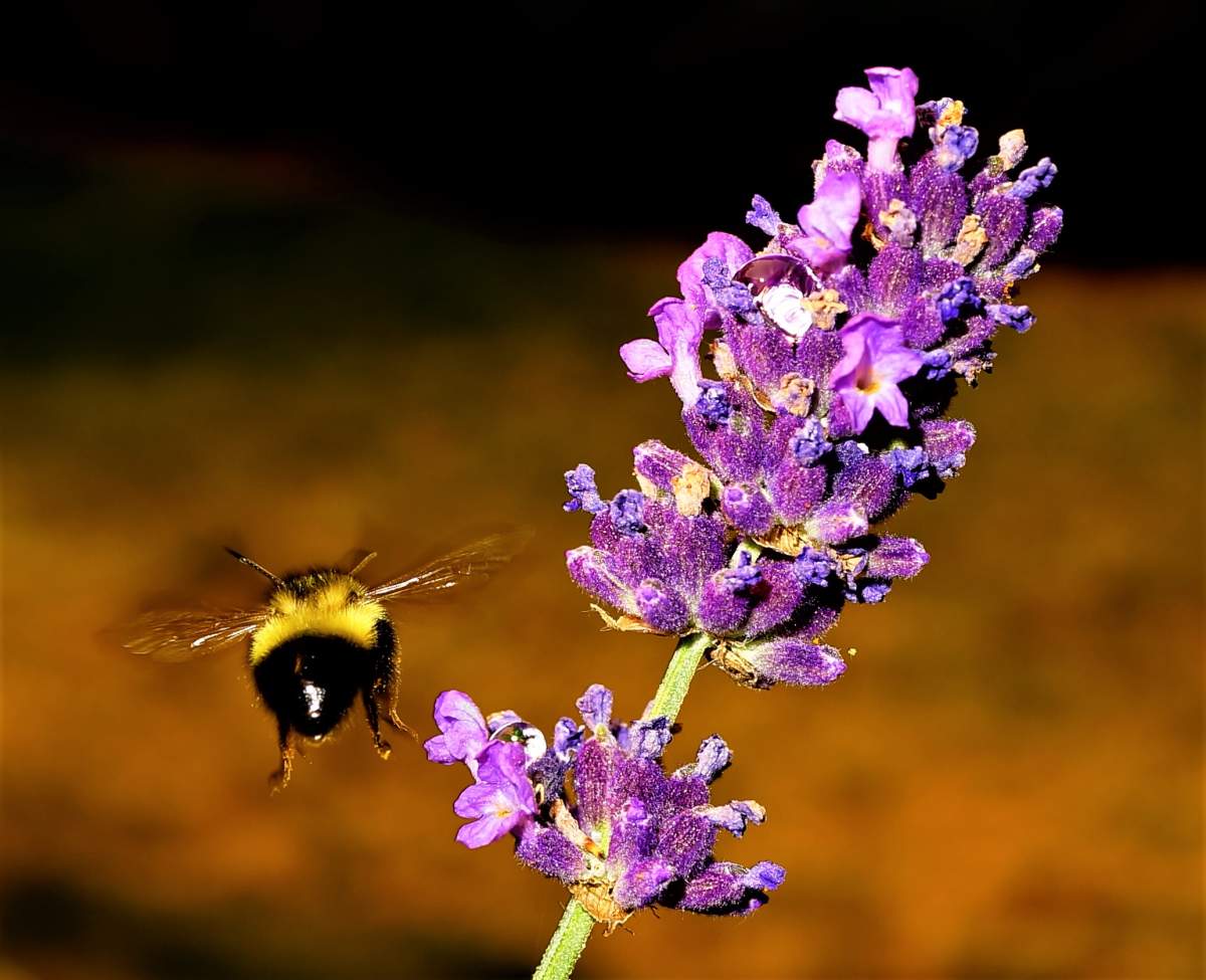 It's been a rough year for bees in Manitoba.