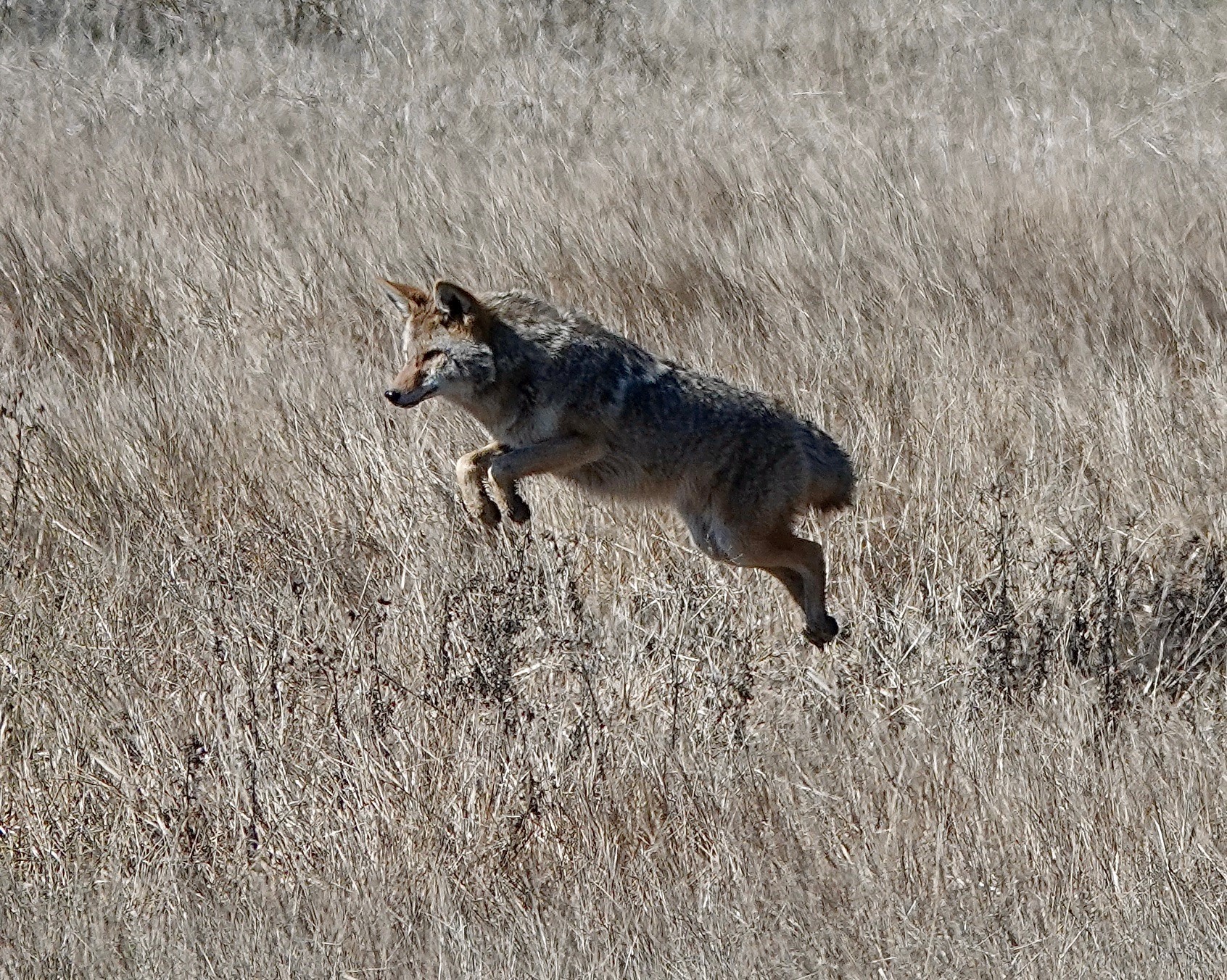 Йоркската регионална полиция напомня на жителите в Нобелтън да се