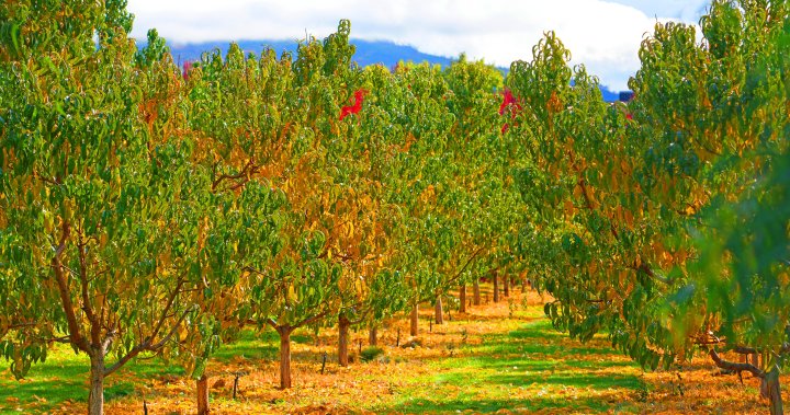 Притесненията на производителите на плодове в Оканаган са разбрани: провинция