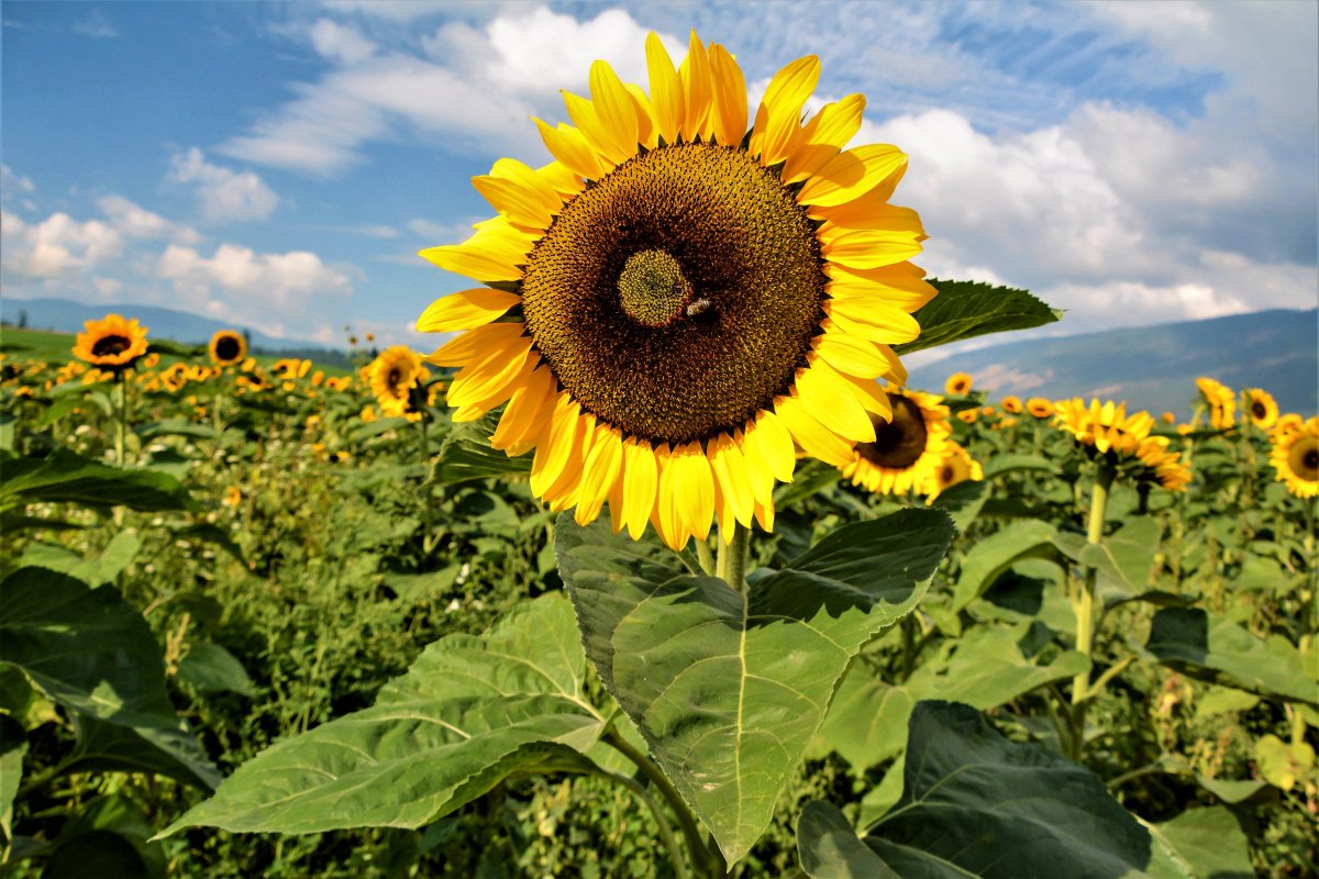 Southwestern Ontario couple launch sunflower fundraiser to end world hunger - image