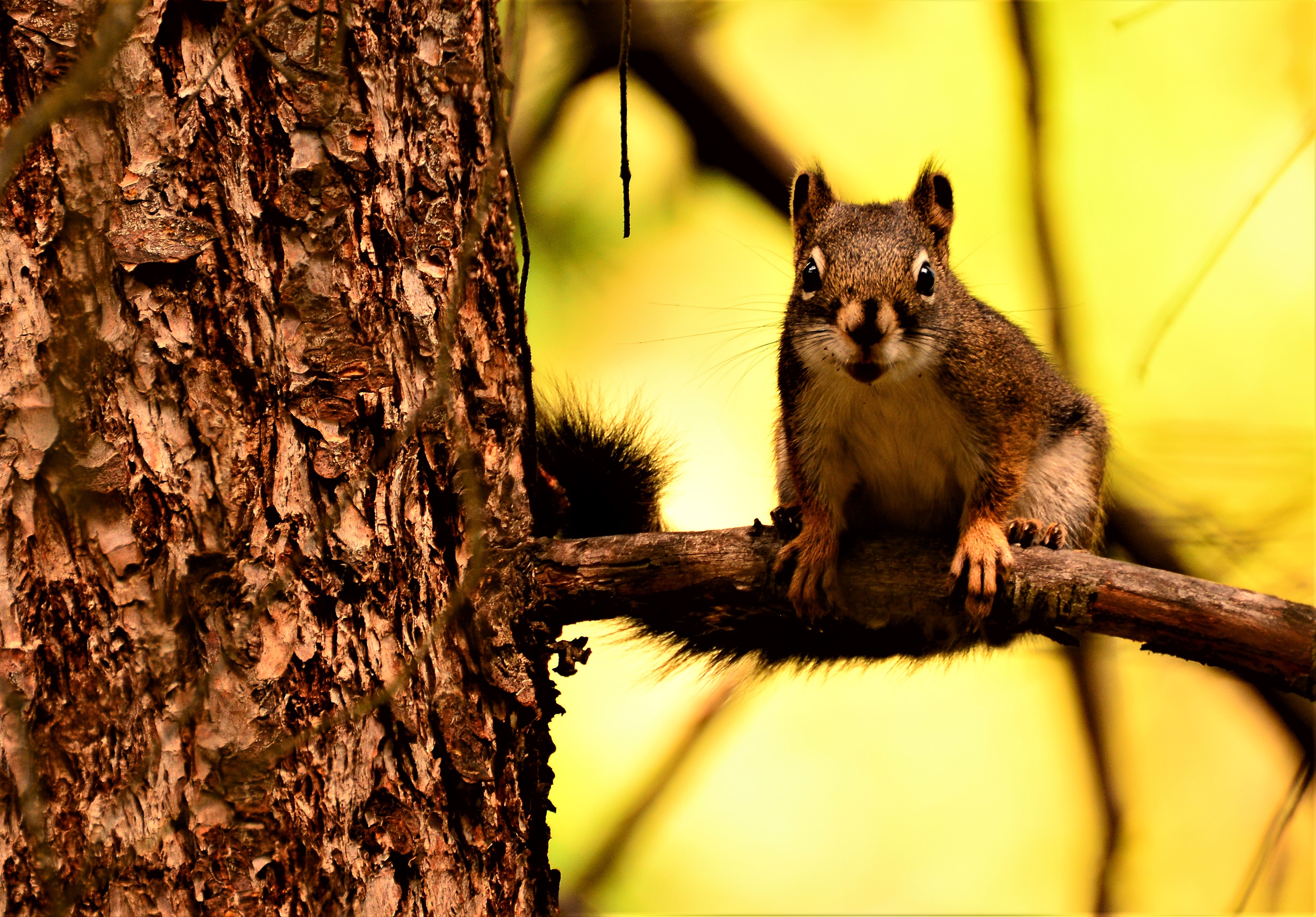 Changes to squirrel semen, feet a sign of climate change: University of Manitoba research - Winnipeg | Globalnews.ca - Global News