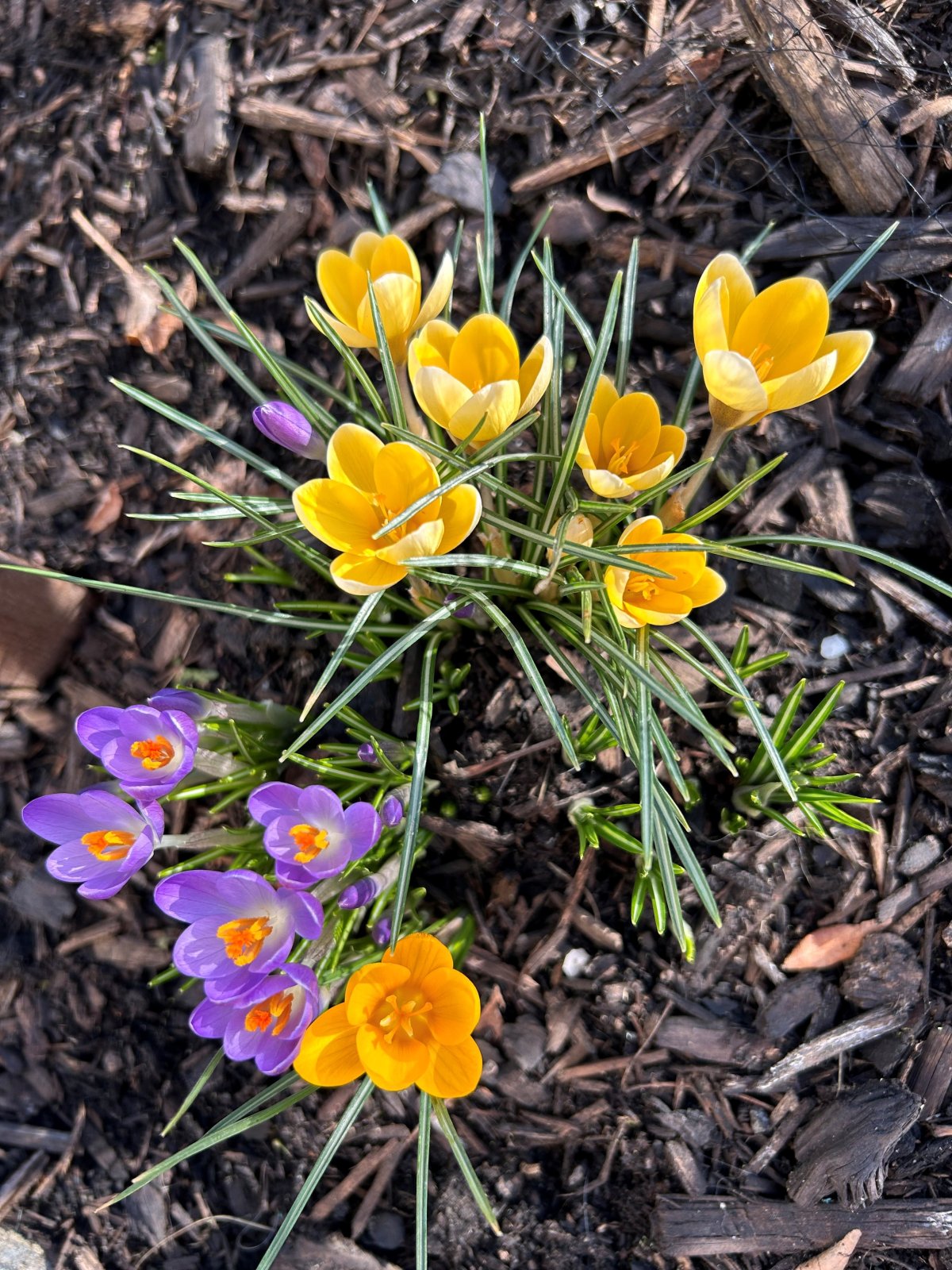 Spring flowers in the Okanagan