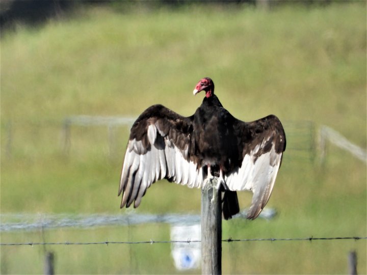 Global Okanagan Top Viewer Photo Gallery Okanagan Globalnews.ca