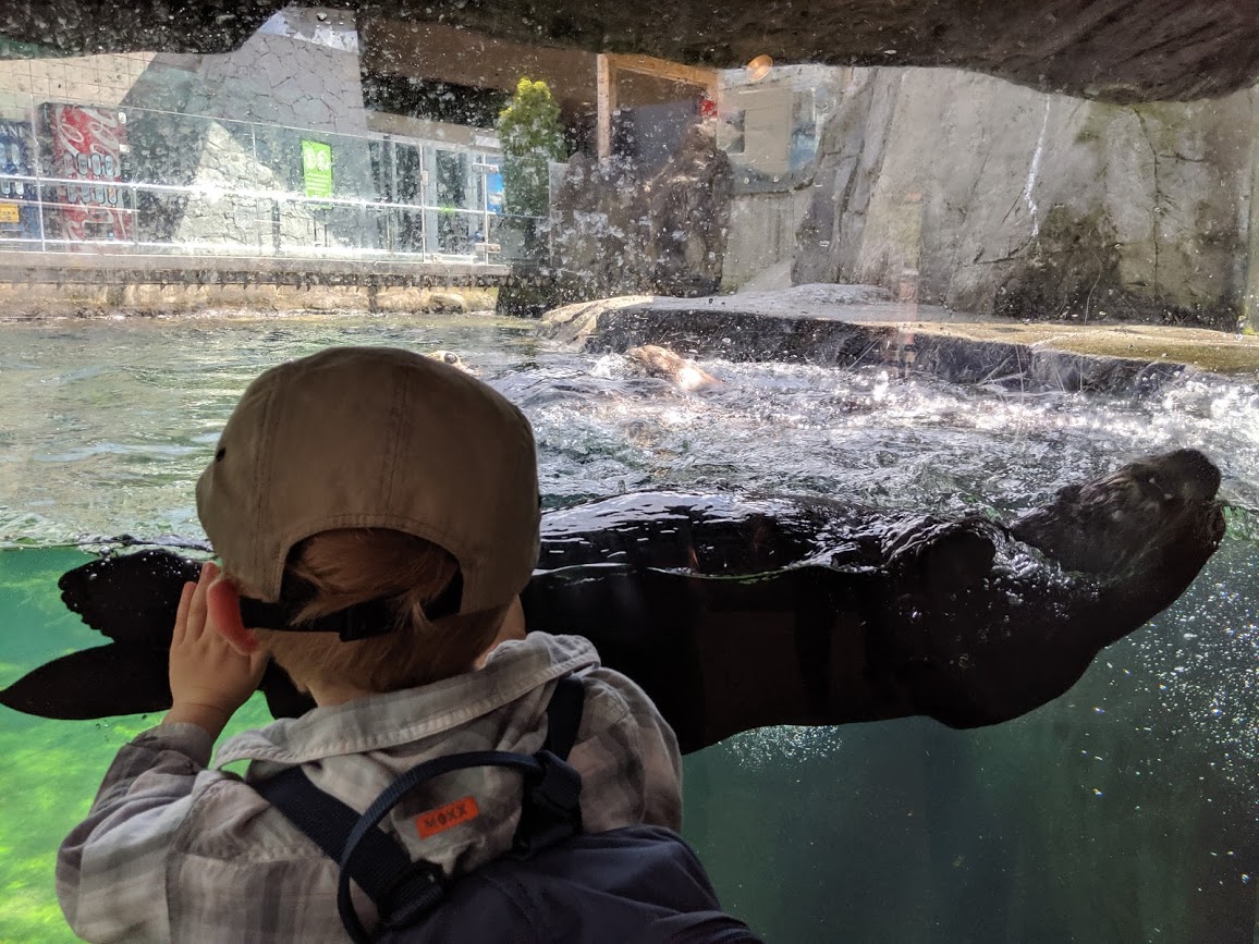 A child watches a sea otter at the Vancouver Aquarium.
