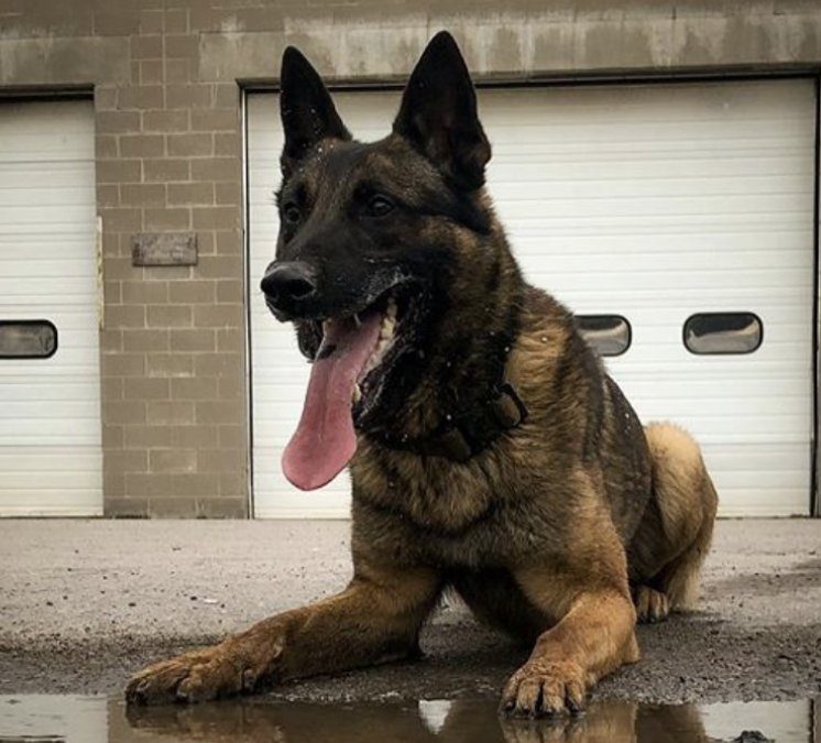 Peterborough police dog Chase reportedly found drugs inside a vehicle, which led to the arrest of a man.