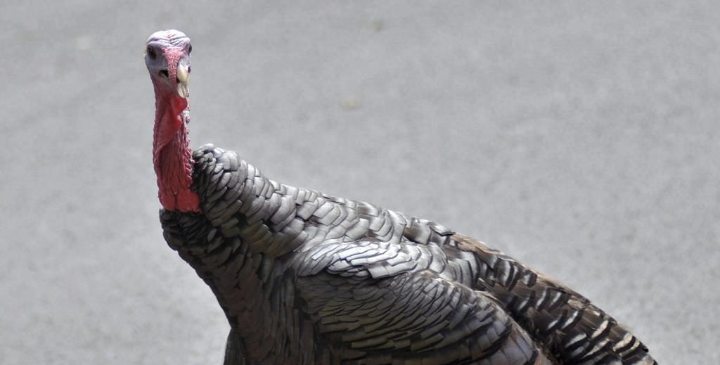 Northumberland County council has voted to prohibit the fall turkey hunt in the Northumberland County Forest.