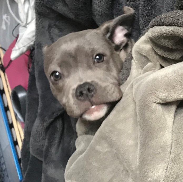 Creek was originally being fostered by a family Brampton, who ultimately decided to adopt him.