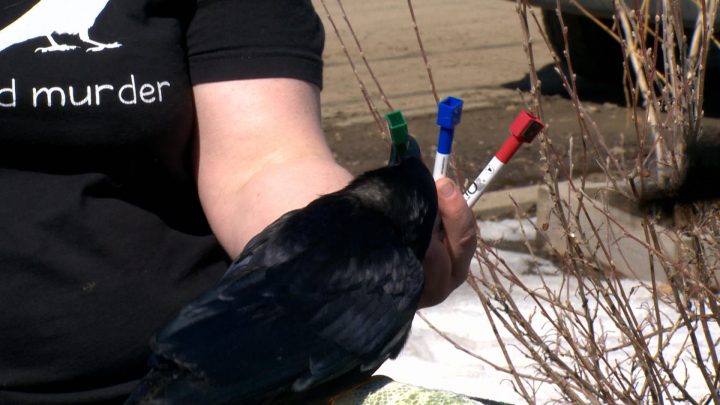 Loki picks out the green marker.