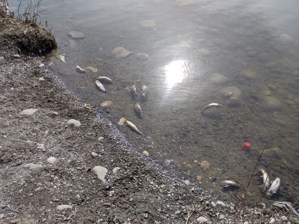 Alberta Environment and Parks investigates dead fish washed up along the Bow River in Calgary Wednesday, April 29, 2020.