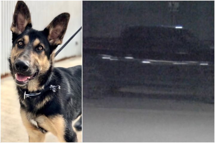 The dog, a young male German Shepherd, was found tied to a bench outside the humane society’s offices at 4455 110 Avenue S.E. at around 4:30 a.m. on Friday.