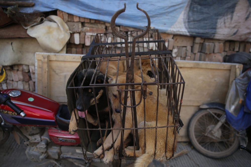 Dogs are seen in a cage for sale at a market in Yulin city in southern China’s Guangxi province, June 21, 2016.