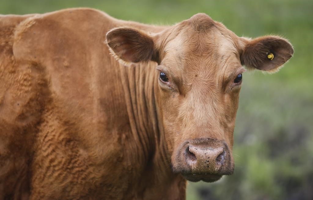 Cows and their calves graze in a pasture on a farm near Cremona, Alta., Wednesday, June 26, 2019.
