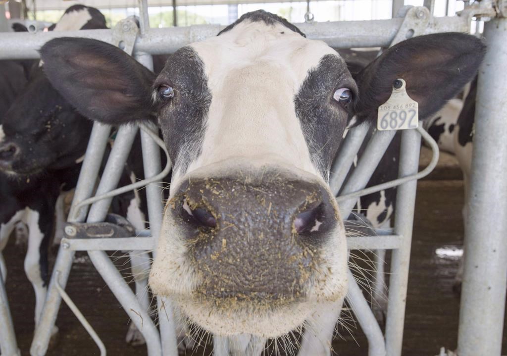 A dairy cow is seen at a farm Friday, August 31, 2018 in Sainte-Marie-Madelaine Quebec.