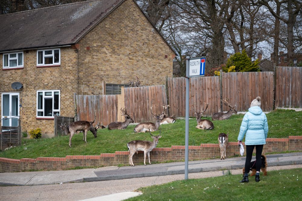 A woman stops to watch the Fallow deer from Dagnam Park as they rest and graze on the grass outside homes on a housing estate in Harold Hill, near Romford on April 2, 2020 in Romford, England.